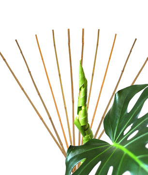 10x Pflanzstab Bambusstab 105 cm x 8 - 10 mm Bambus Rankhilfe Pflanzstab Tonkinstab 100% Naturproduk 2
