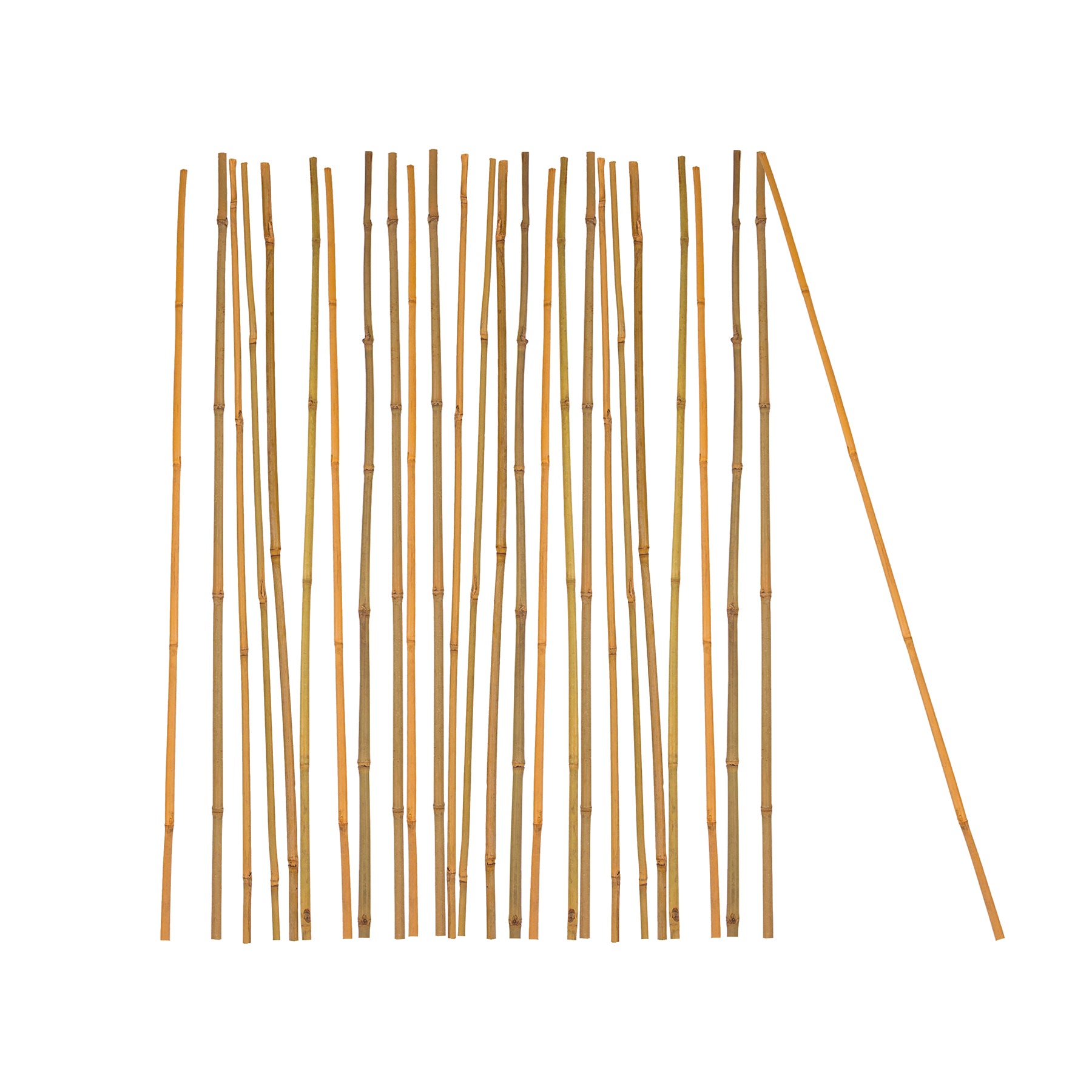 25x Pflanzstab Bambusstab 105 cm x 8 - 10 mm Bambus Rankhilfe Pflanzstab Tonkinstab 100% Naturprodukt Pflanzstäbe Bambusstäbe Bambusstangen