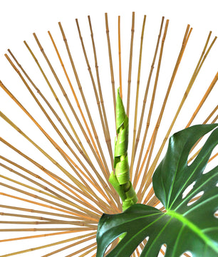 50x Pflanzstab Bambusstab 105 cm x 8 - 10 mm Bambus Rankhilfe Pflanzstab Tonkinstab 100% Naturproduk 2