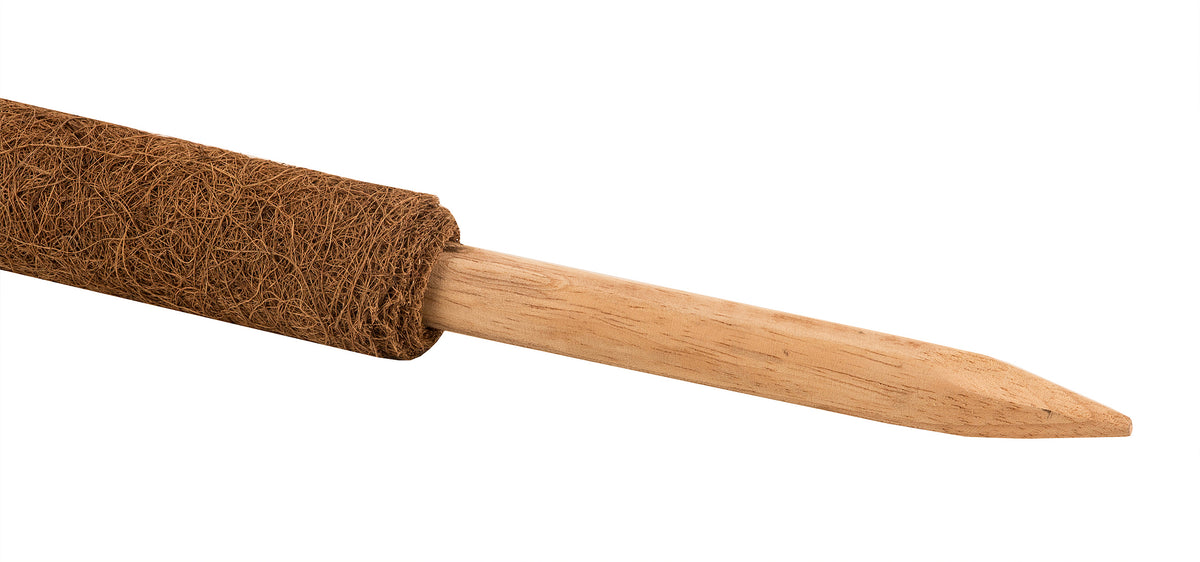 BigDean 4er Set Pflanzstäbe Kokos 110 cm - Monstera Rankhilfe Rankstäbe Stab Moosstäbe Pflanzenstäbe Kokosstäbe für Pflanzen - aus natürlicher Kokosfaser - verlängerbar image 3
