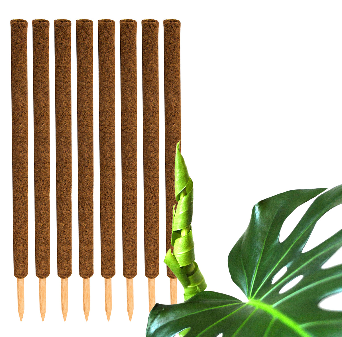 BigDean 8er Set Pflanzstäbe Kokos 110 cm - Monstera Rankhilfe Rankstäbe Stab Moosstäbe Pflanzenstäbe Kokosstäbe für Pflanzen - aus natürlicher Kokosfaser - verlängerbar image 1