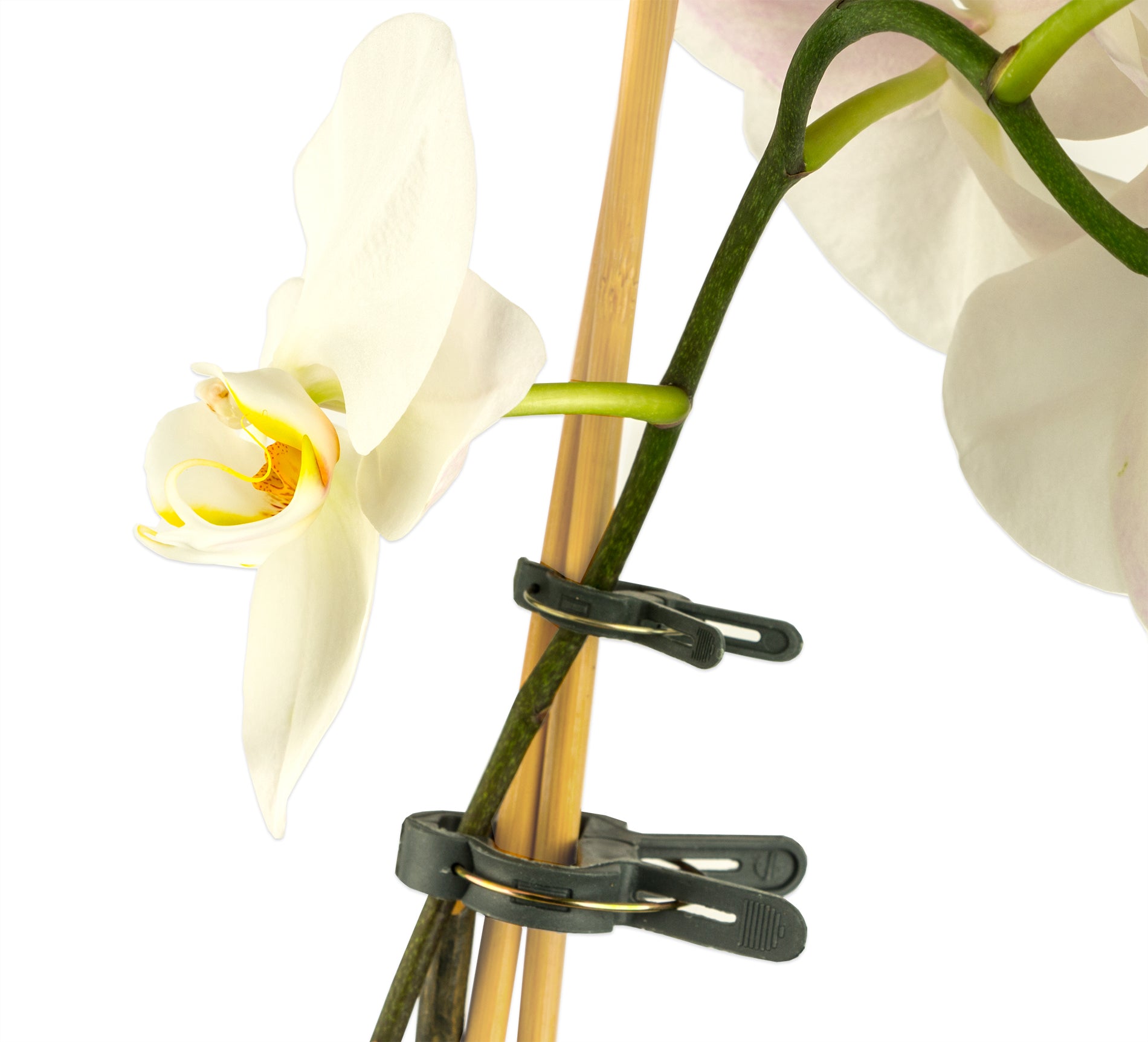 ecomposer-menge-200x