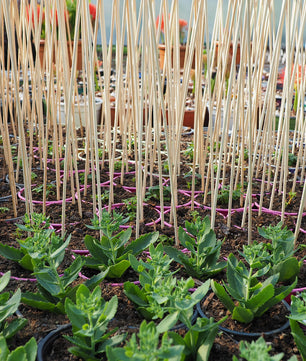 ecomposer-menge-100x