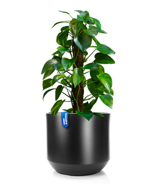 Blumentopf ø 40 cm anthrazit mit herausnehmbaren Innentopf - wetterfester Pflanzkübel