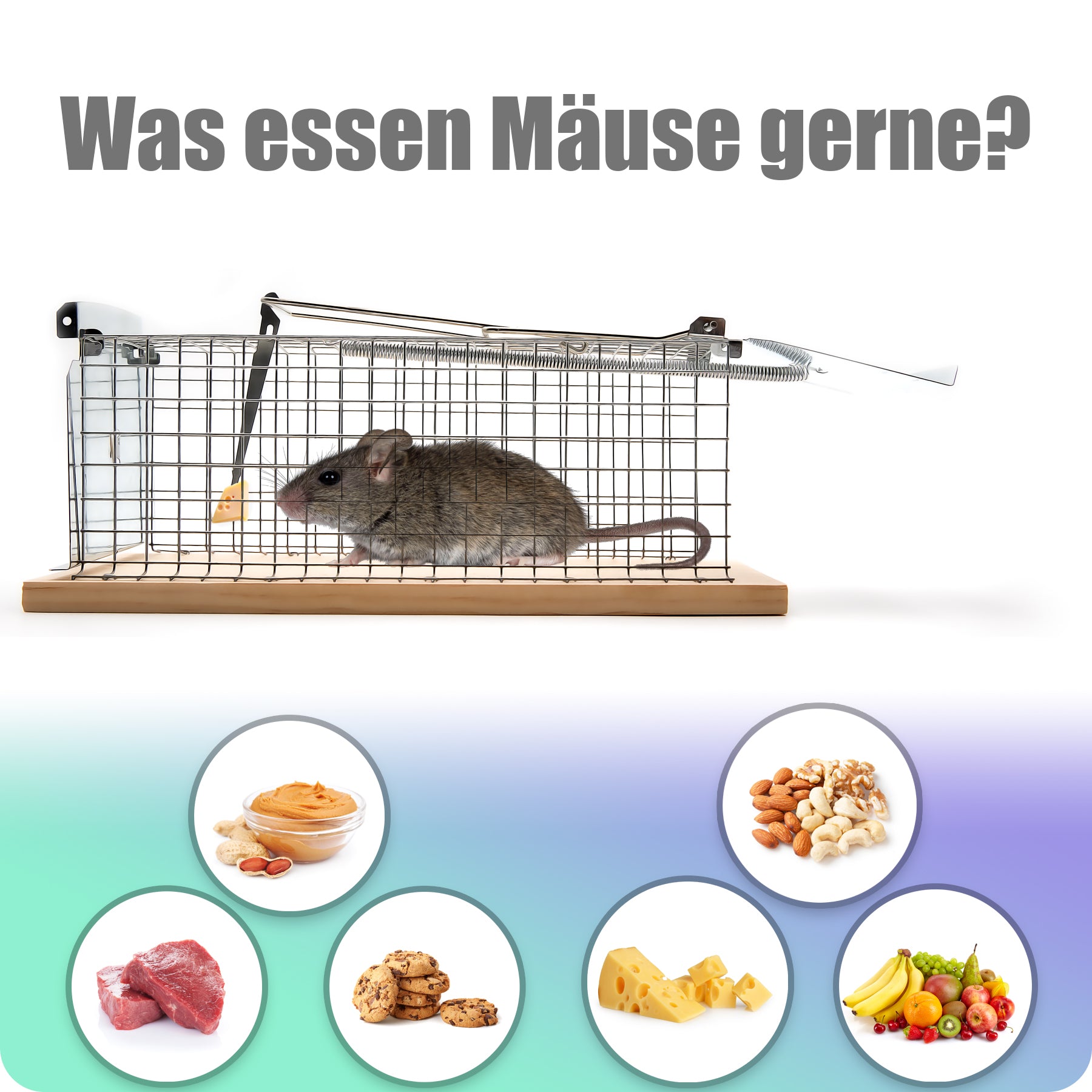 BigDean Lebendfalle Maus auch als Rattenfalle lebend geeignet – Mäusefalle tierfreundlich & wiederve 6