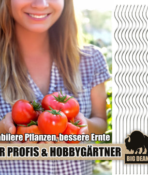 Tomatenspiralstäbe 10 Pflanzstäbe Tomaten 110cm verzinkt 2