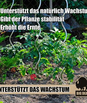 Tomatenspiralstäbe 10 Pflanzstäbe Tomaten 110cm verzinkt 4