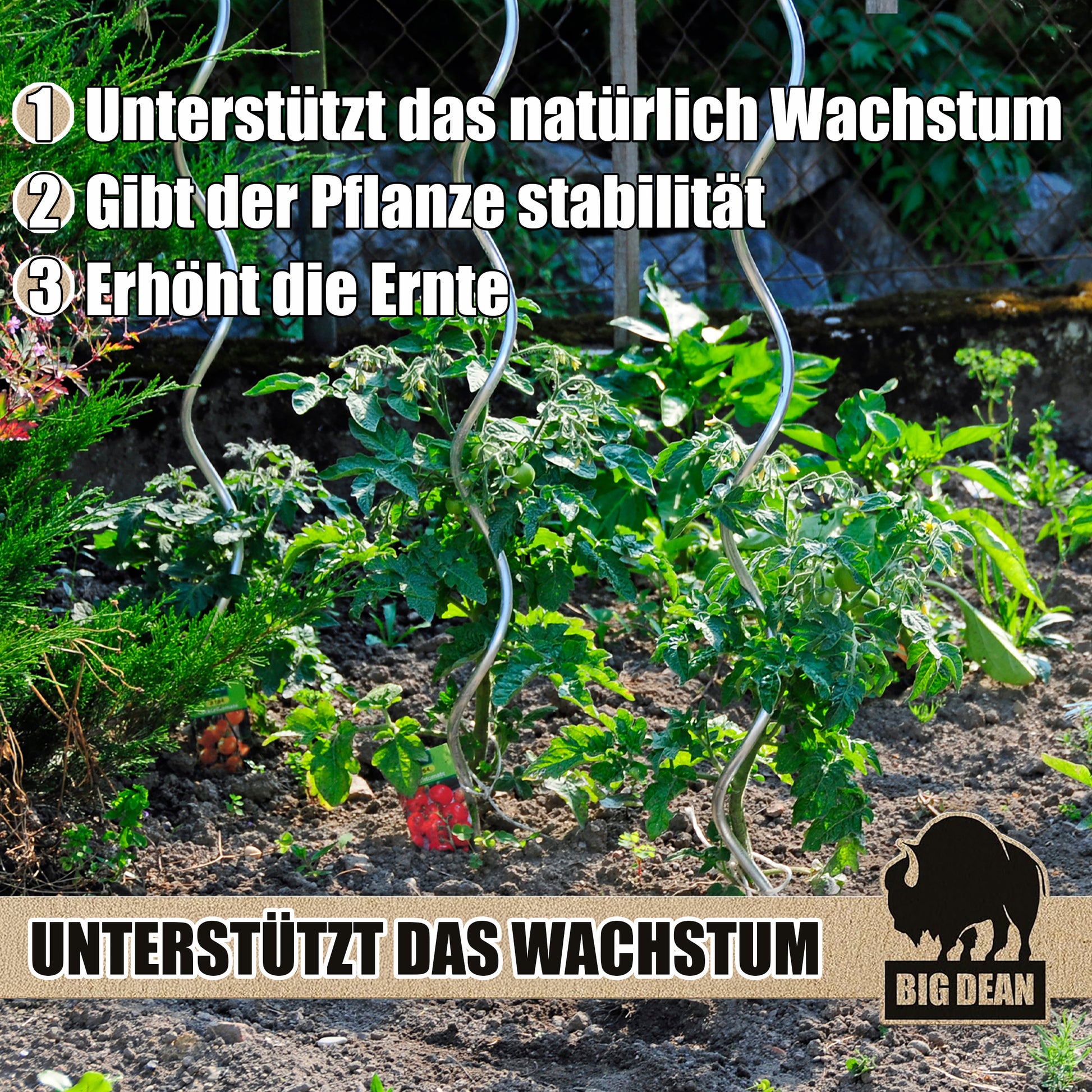 Tomatenspiralstäbe 10 Pflanzstäbe Tomaten 110cm verzinkt 4