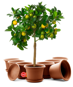 8 Stück Blumentopf mit Untersetzer rund ø 35 cm Terrakotta – wetterfester Pflanzkübel Made in Europe