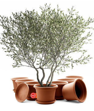 8 Stück Blumentopf mit Untersetzer rund ø 40 cm Terrakotta – wetterfester Pflanzkübel Made in Europe 2
