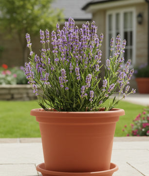 20 Stück Blumentopf Untersetzer Ø 33 cm in Terracotta – Topfuntersetzer  5
