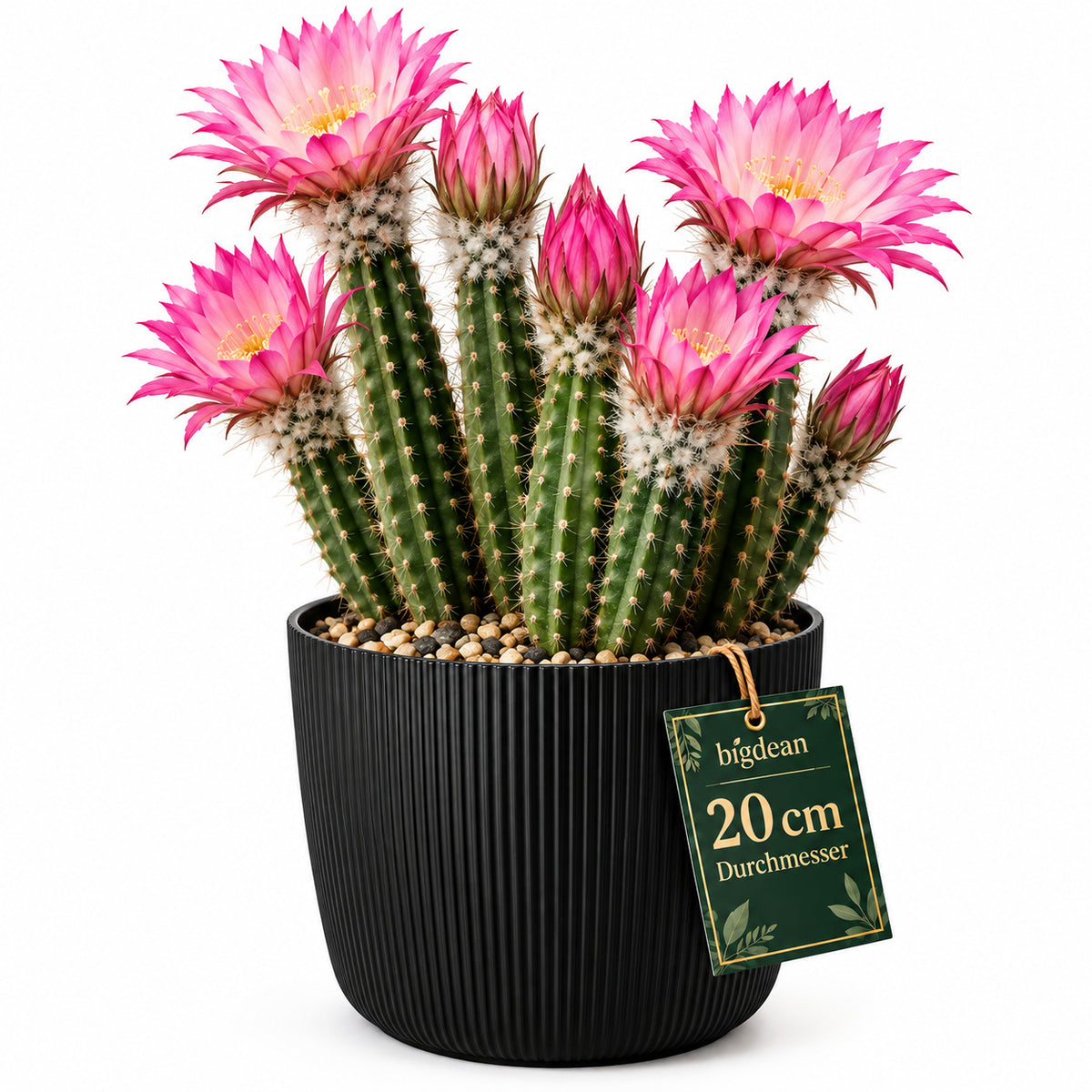 BigDean Blumentopf Ø 20 x H 17cm mit Schwarz Übertopf mit Einsatz  image 2