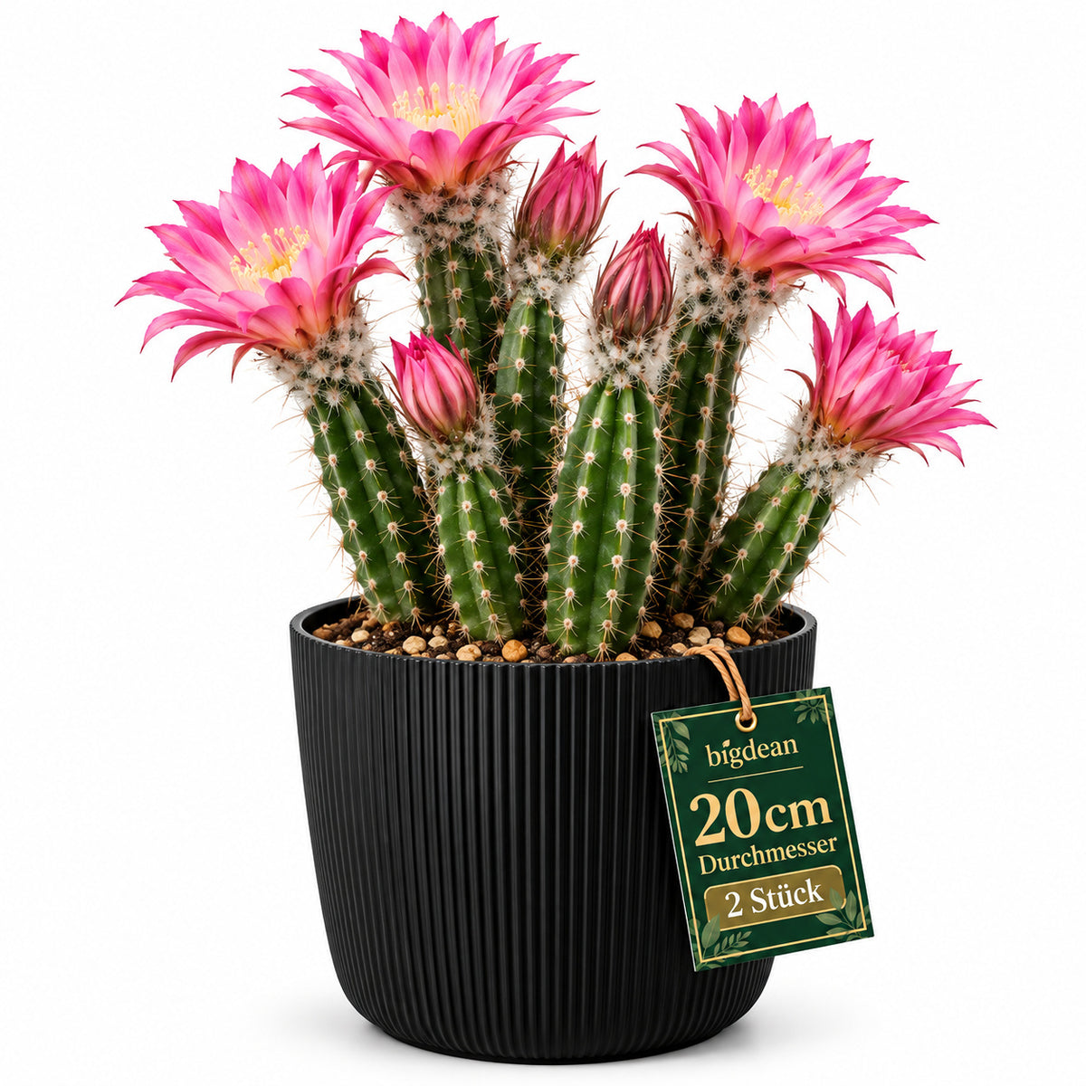 BigDean 2er Set Blumentopf Ø 20 x H 17cm mit Schwarz Übertopf mit Einsatz  image 2