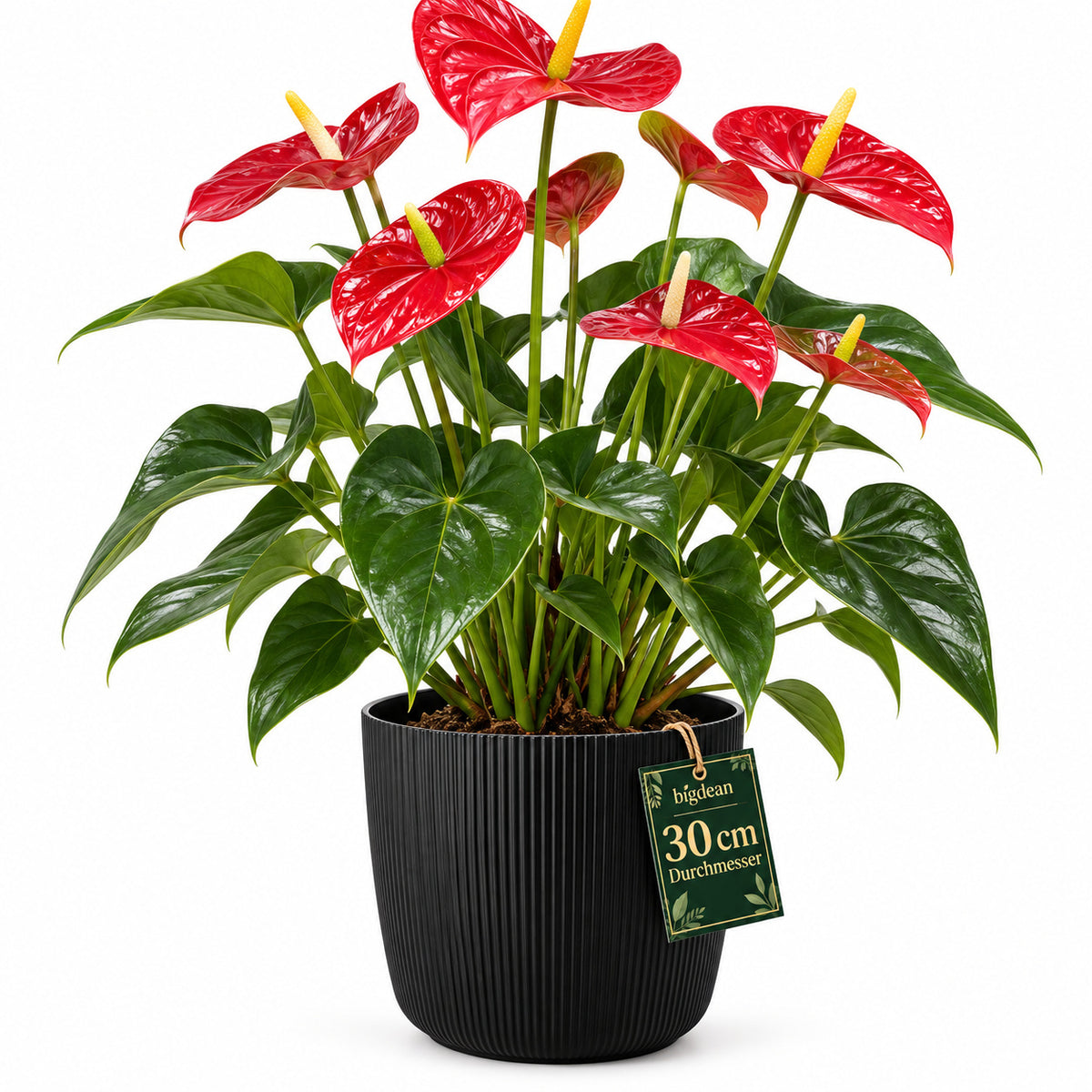 BigDean Blumentopf Ø 30 x H 26cm mit Schwarz Übertopf mit Einsatz image 2