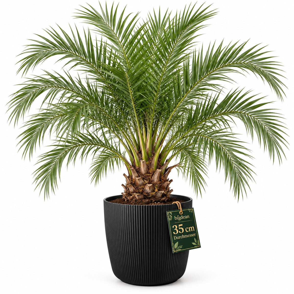 BigDean Blumentopf Ø 35 x H 29,5cm mit Schwarz Übertopf mit Einsatz  image 2