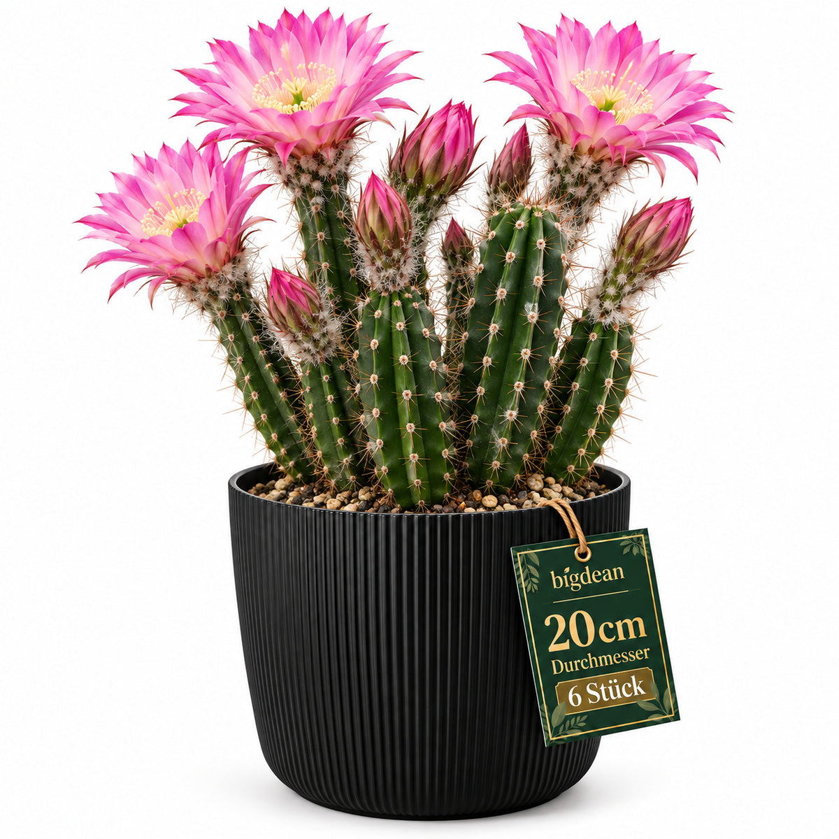 BigDean 6er Set Blumentopf Ø 20 x H 17cm mit Schwarz Übertopf mit Einsatz  image 2