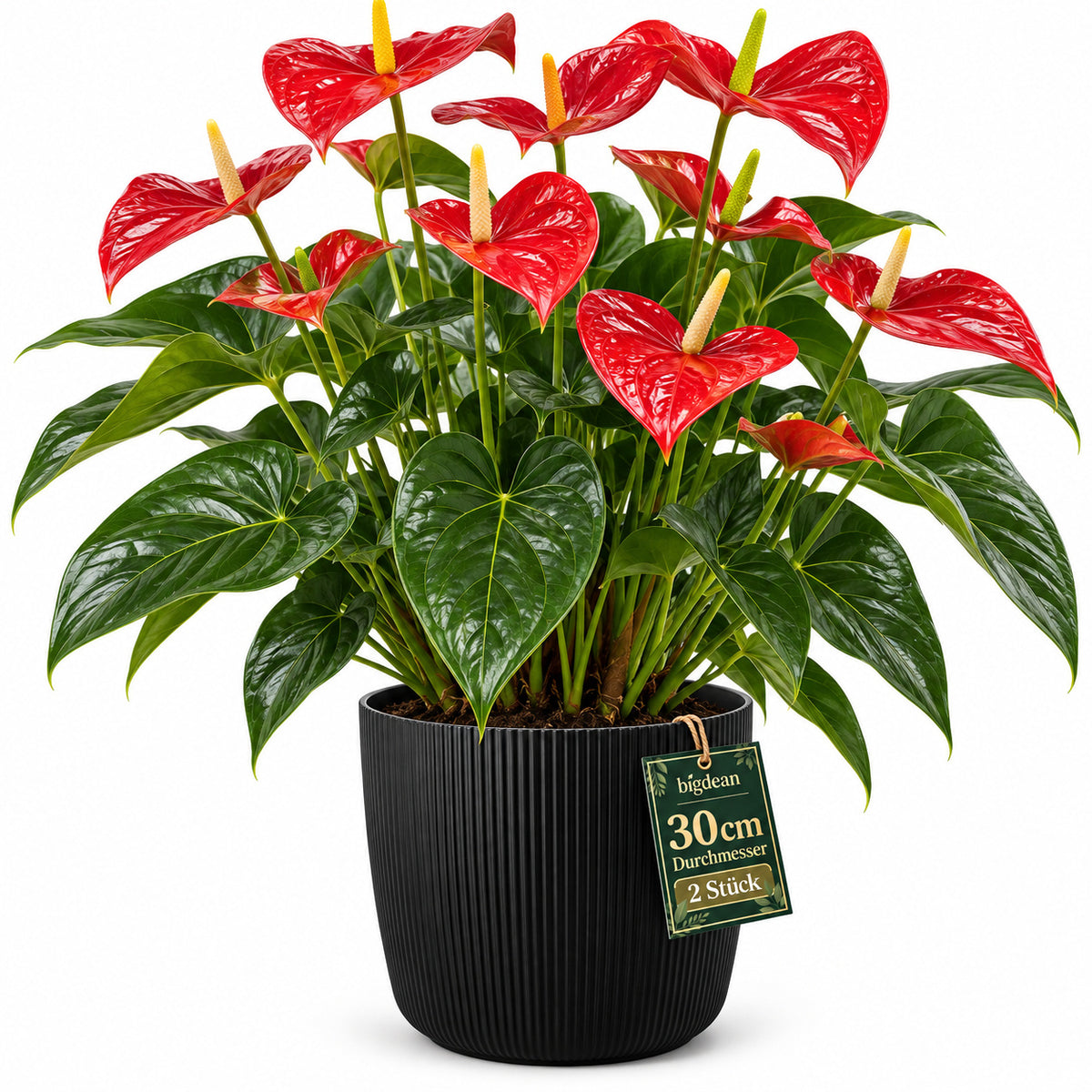 BigDean 2er Set Blumentopf Ø 30 x H 26cm mit Schwarz Übertopf mit Einsatz  image 2