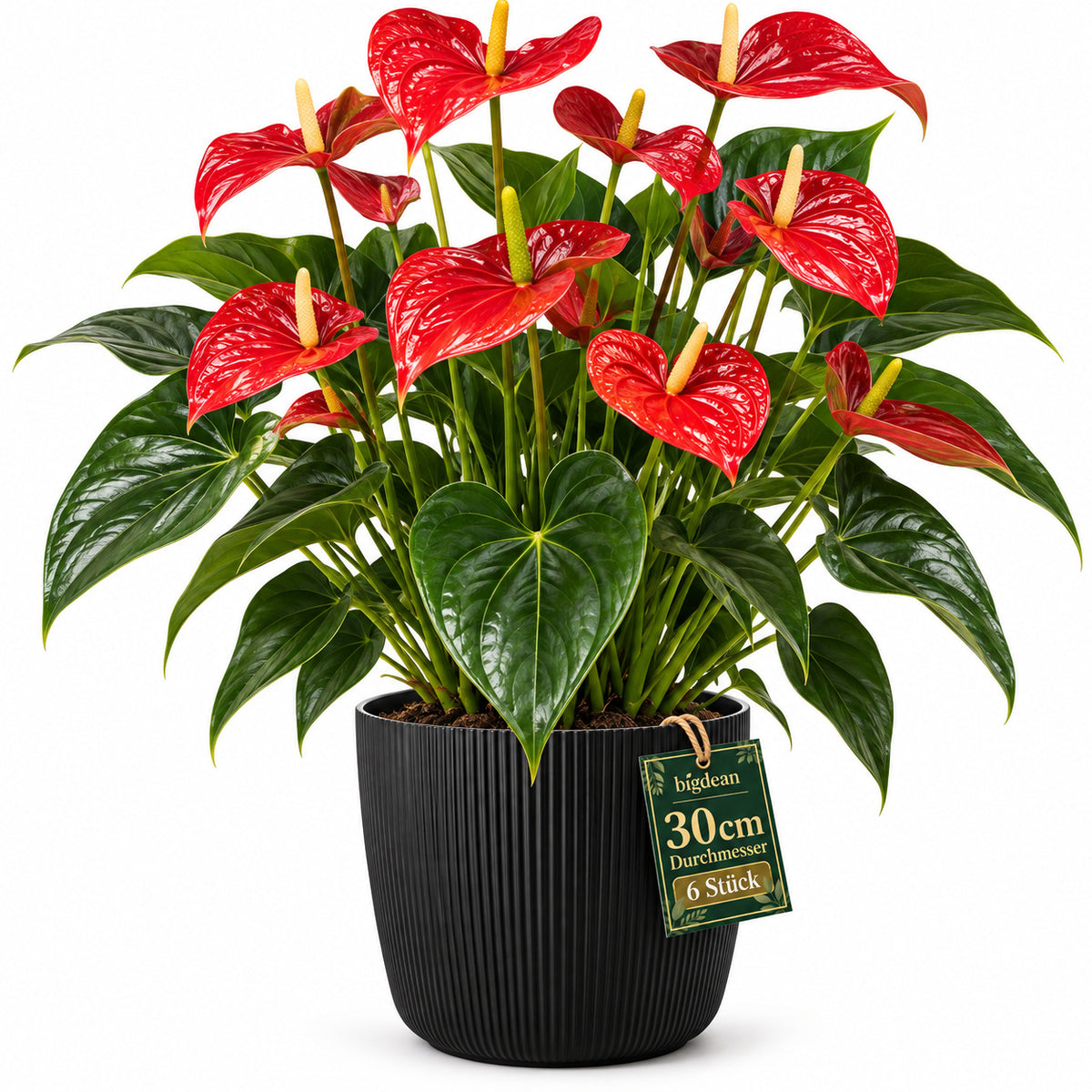 BigDean 6er Set Blumentopf Ø 30 x H 26cm mit Schwarz Übertopf mit Einsatz image 2